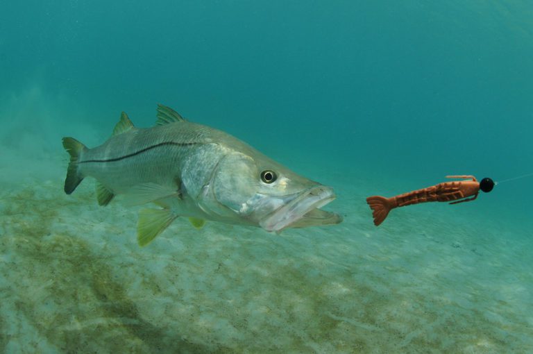Best Tips on How to Catch Snook from the Beach This Summer