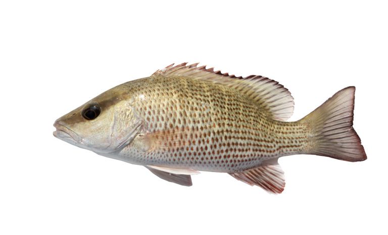 Mastering Mangrove Snapper Fishing: Top Tips for a Successful Catch