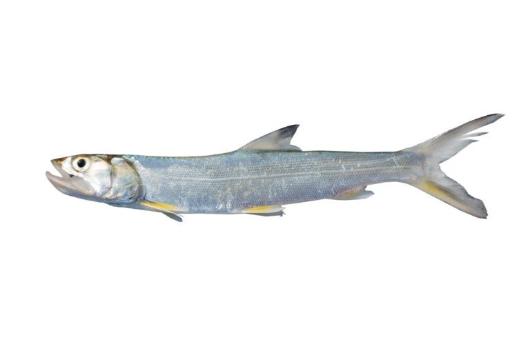 Ultimate Guide to Fishing for Ladyfish in Florida: Tips and Techniques for Successful Catch