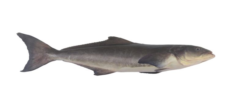 Ultimate Guide to Fishing for Cobia: Tips and Techniques for a Successful Catch
