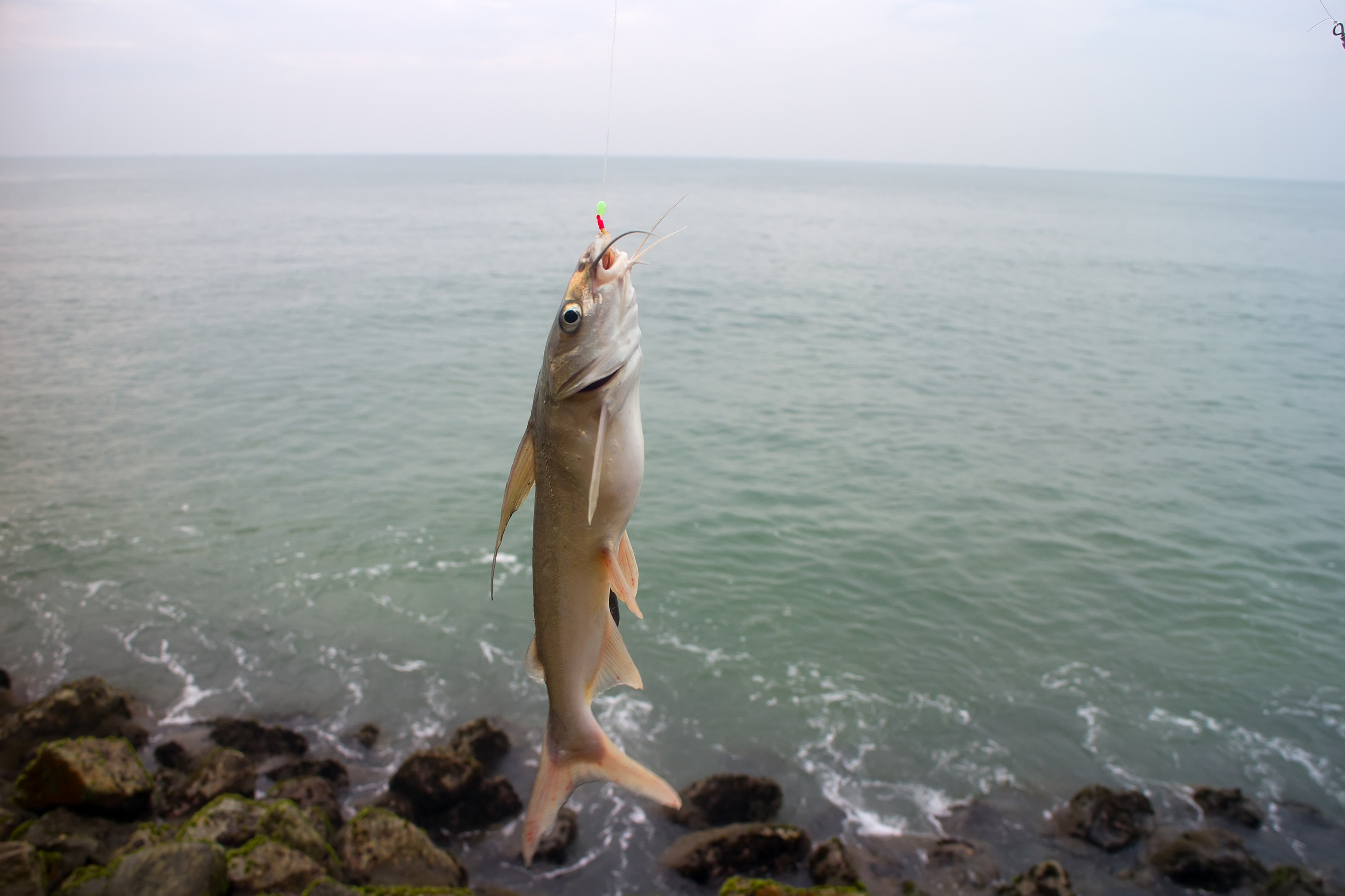 Close-up of a fishing hook being set in the mouth of a fish