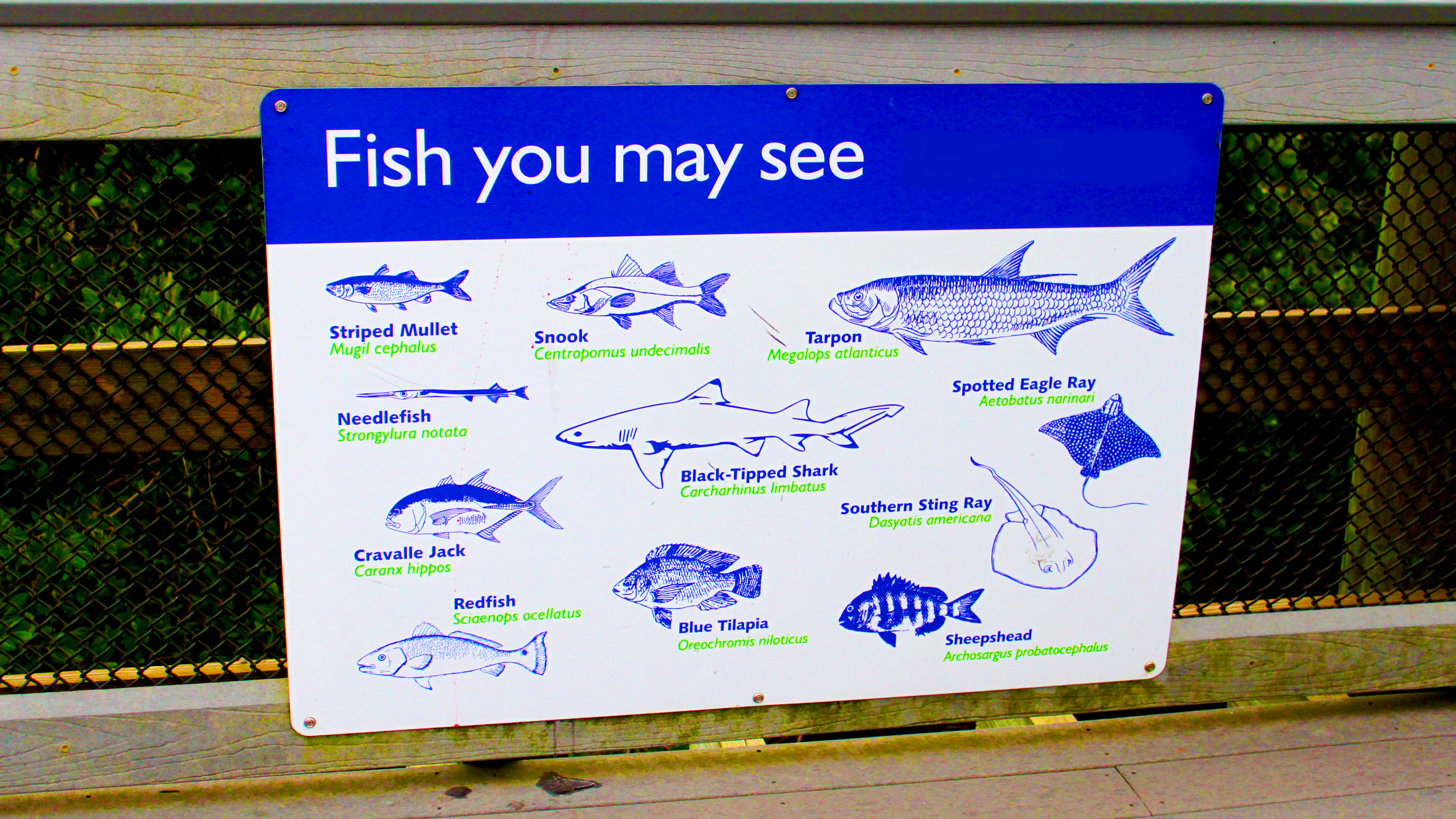 Tactics for Targeting Sarasota Fish Species
