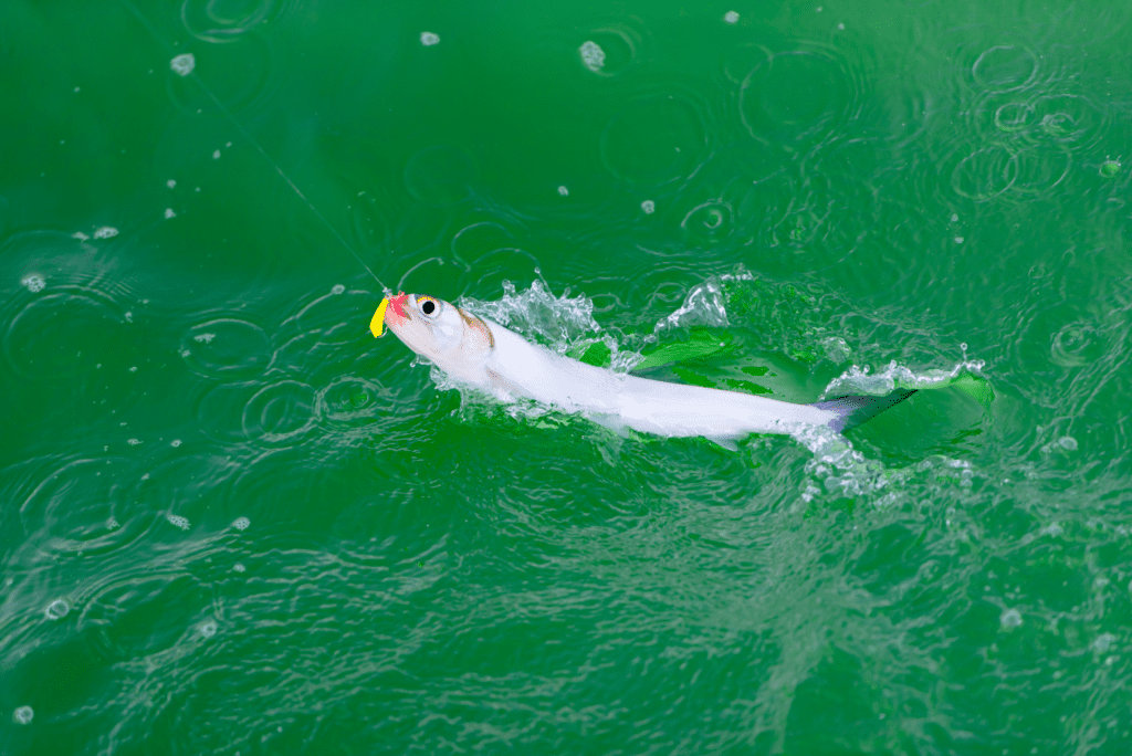 ladyfish succesfully hooked on a lure