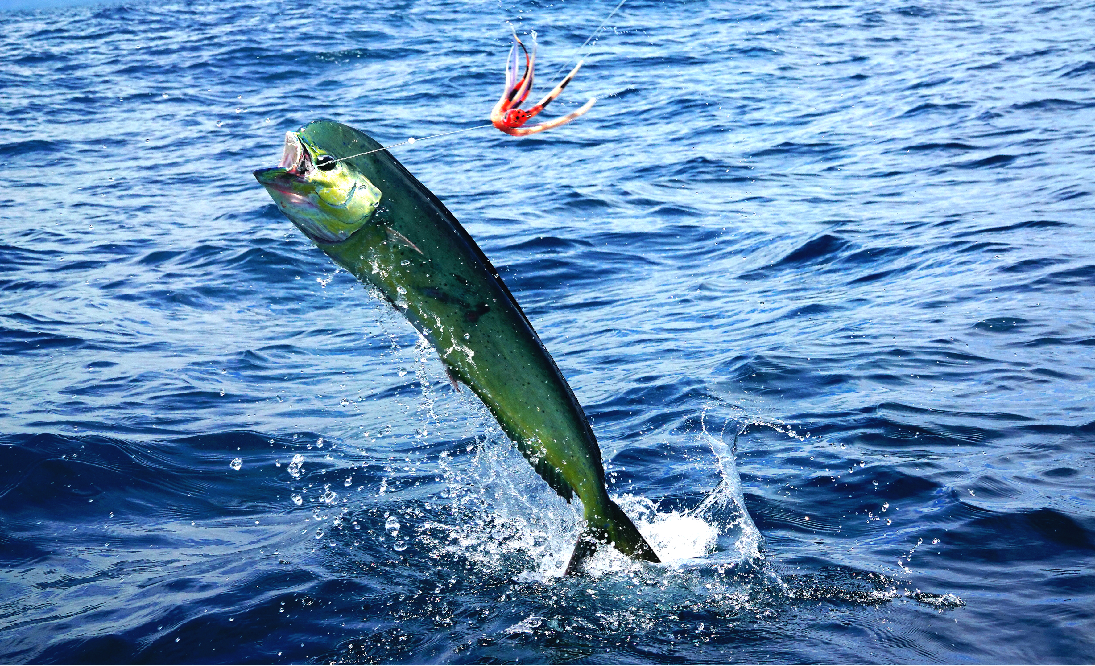 A fishing boat trolling for mahi mahi with colorful lures in tow