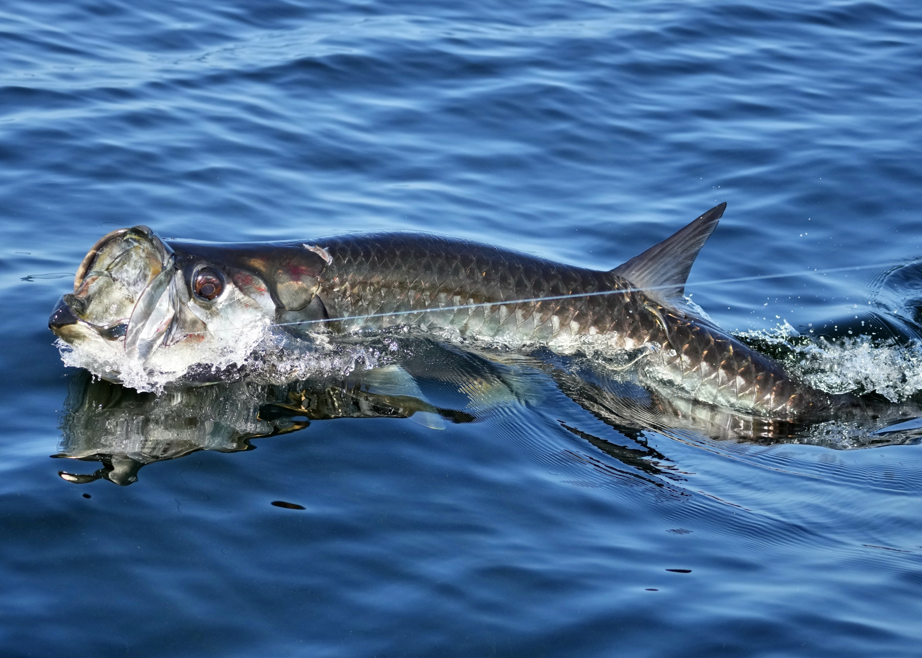 Tarpon hooked in coastal waters