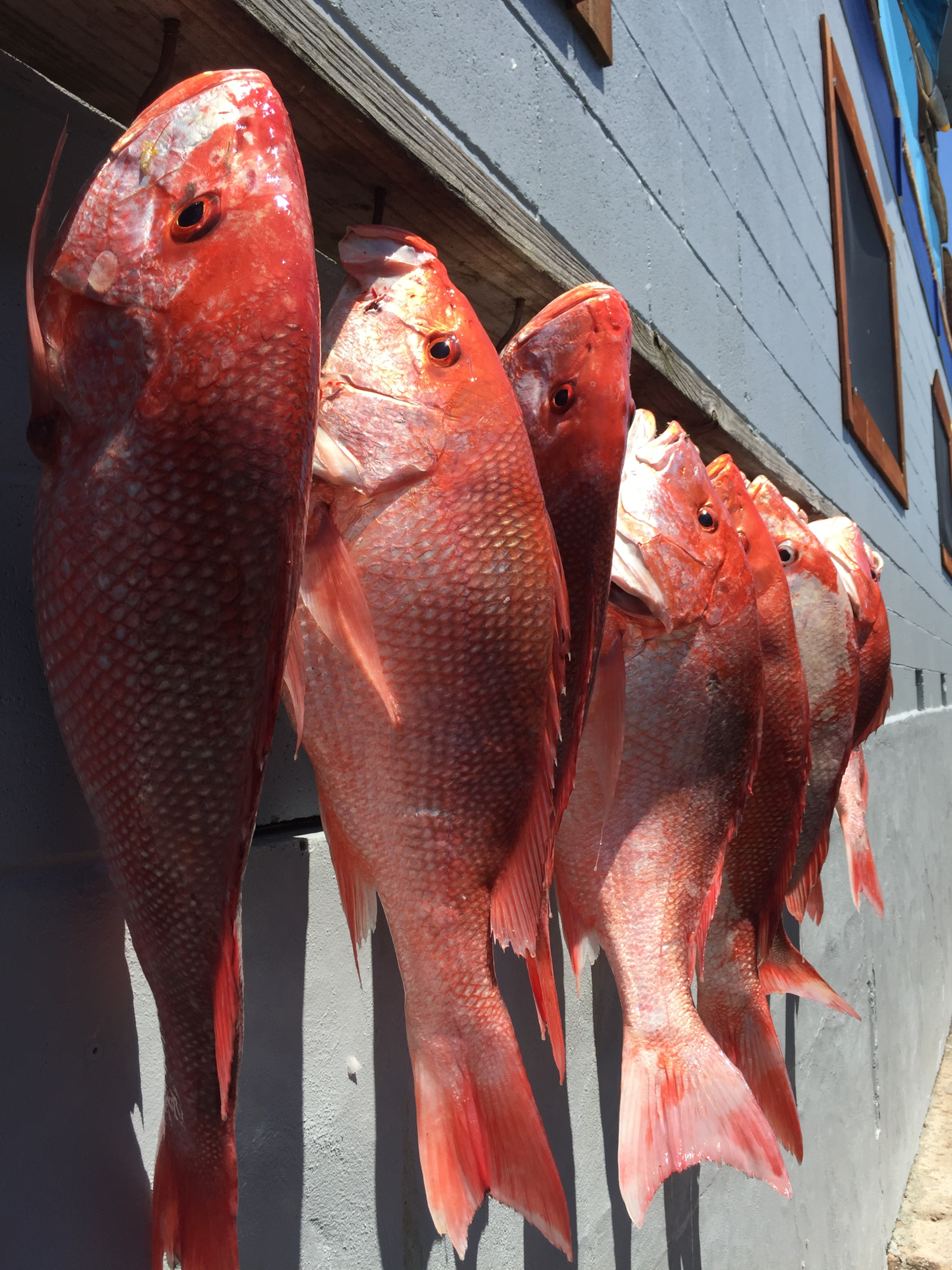 Photo of succesful trip after fishing for red snapper