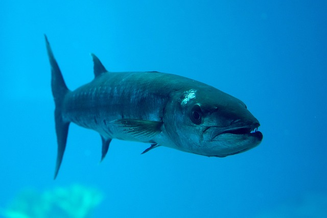barracuda, fish, attack