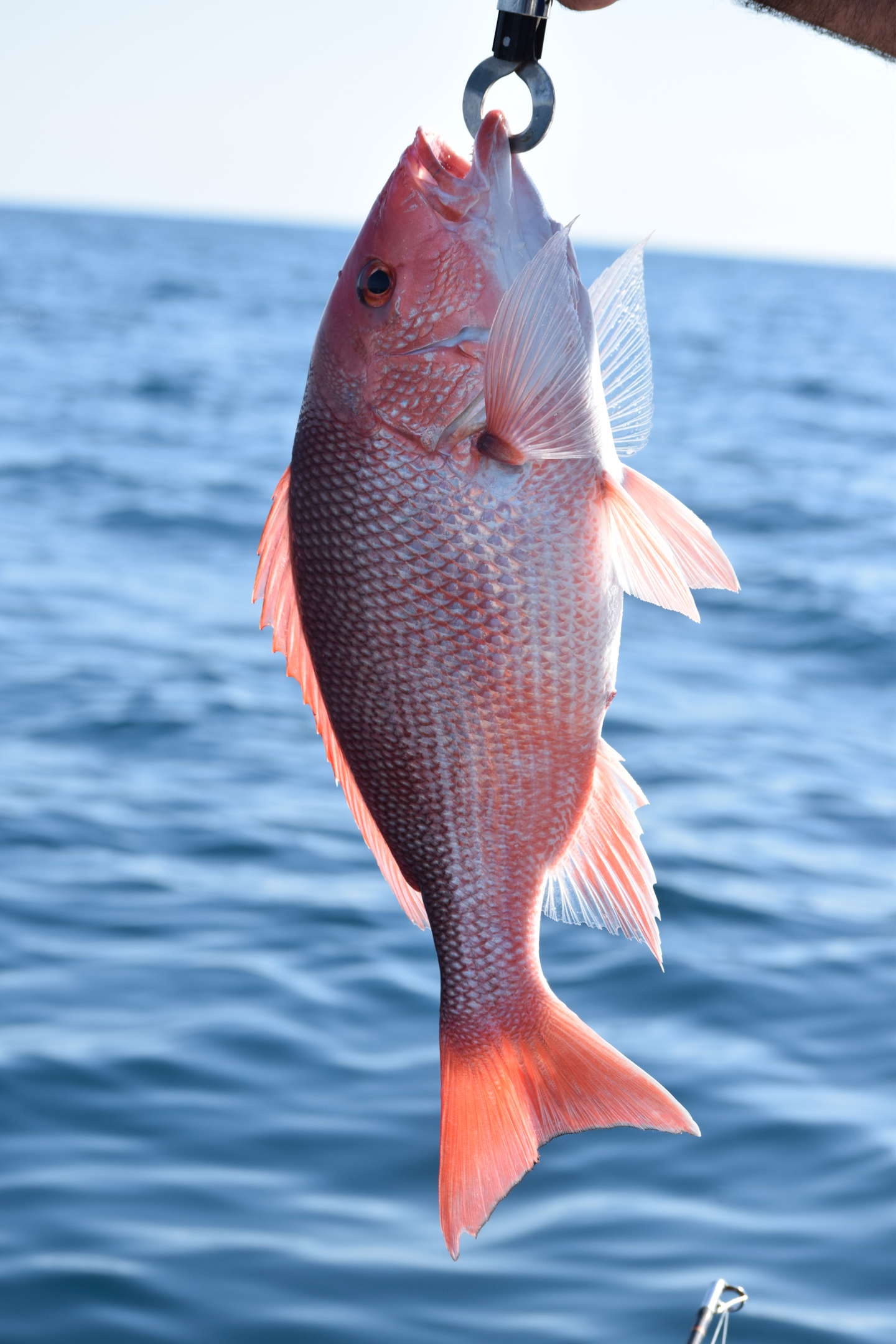 Illustration of a red snapper swimming in the Gulf of Mexico