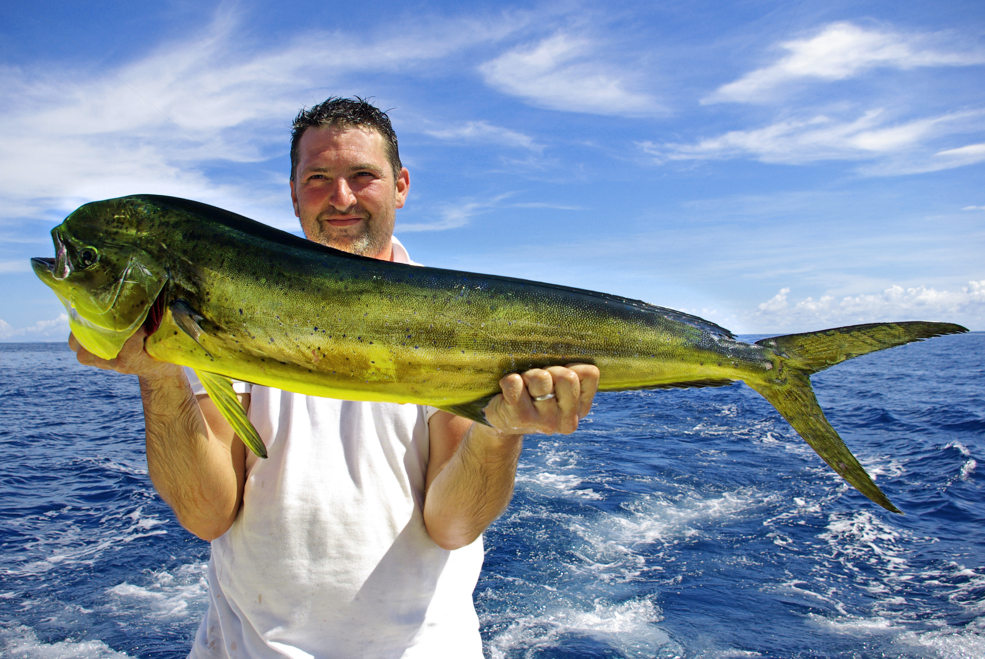 Mahi Mahi caught deep sea fishing.