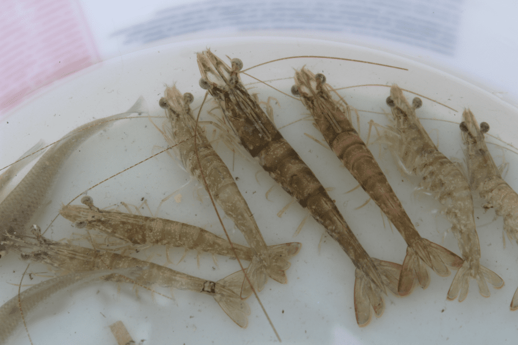 Versatile shrimp bait