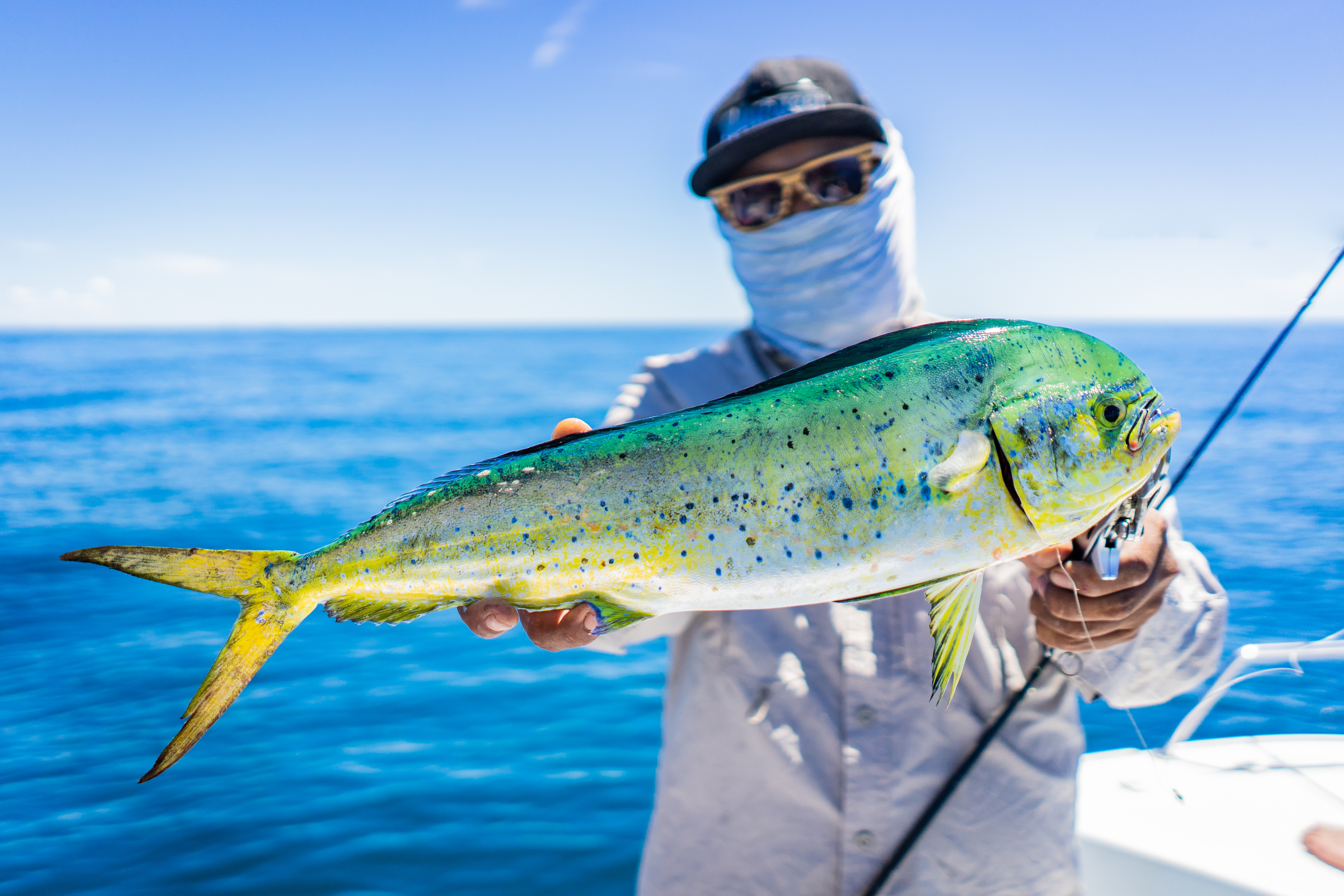 A school of colorful mahi mahi swimming in tropical waters