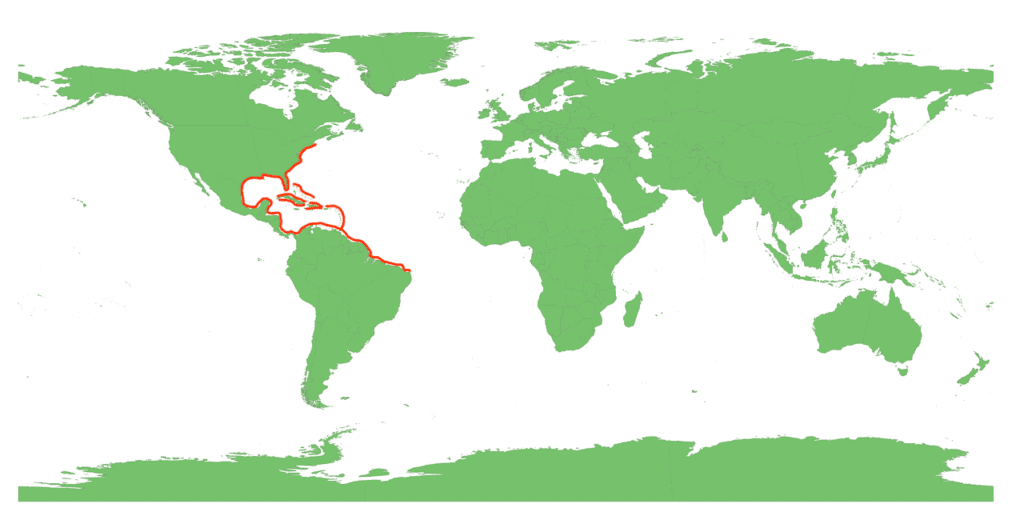 Areas where ladyfish / 'poor man's tarpon' are found in the Americas. 