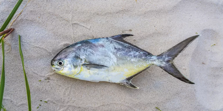 Ultimate Guide to Fishing for Pompano in Florida: Techniques, Baits, and Hot Spots