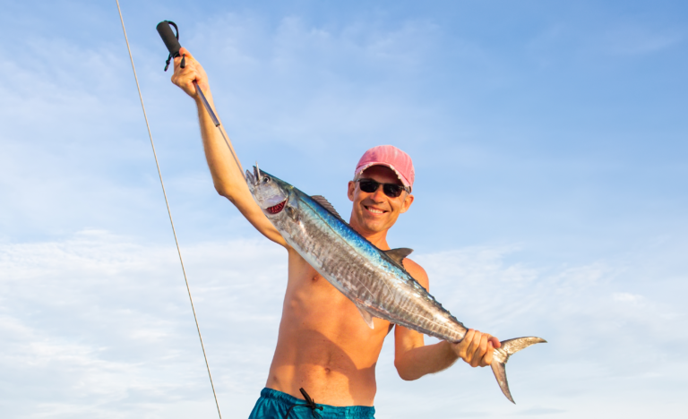 Live bait for attracting king mackerel