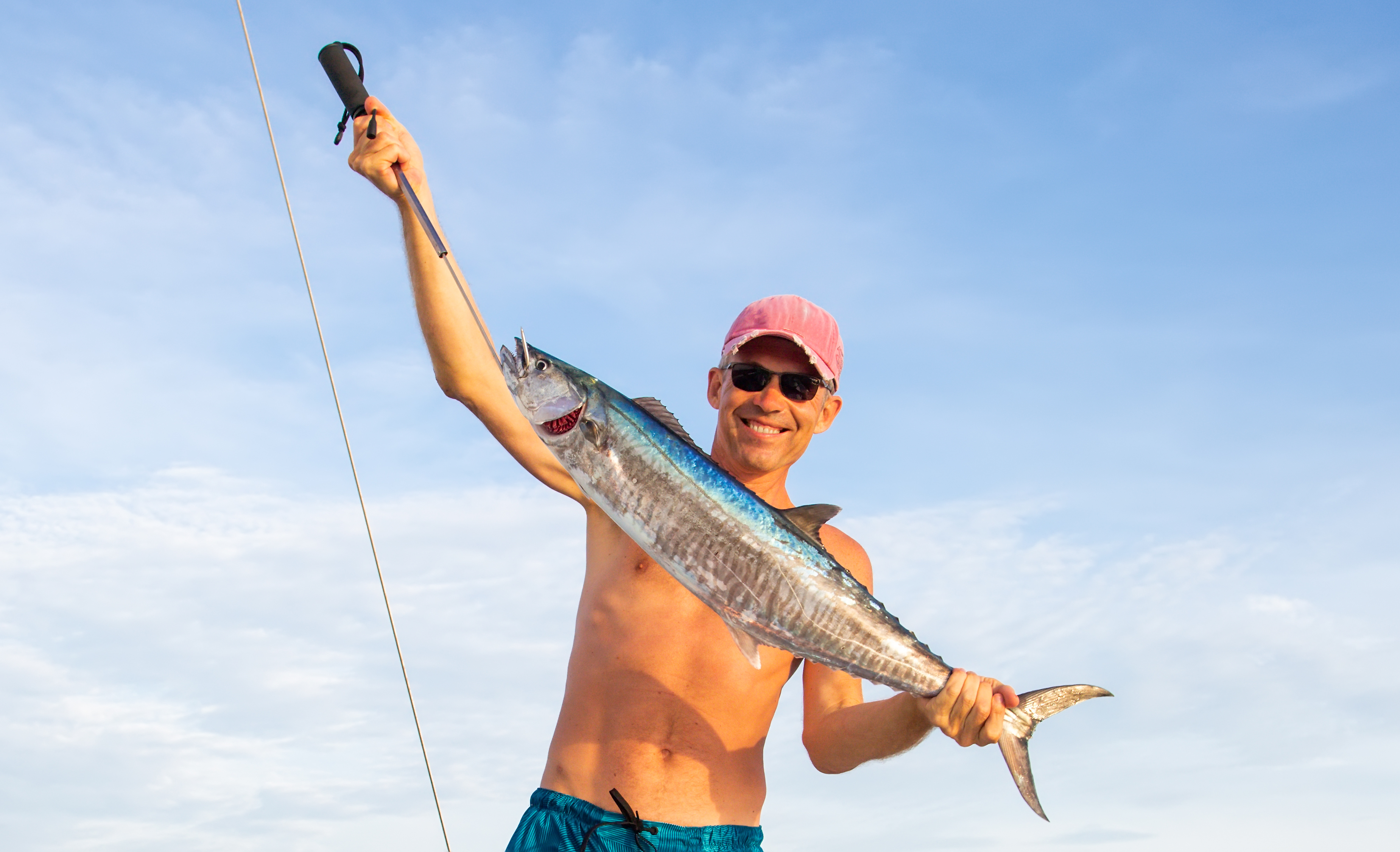 Live bait for attracting king mackerel