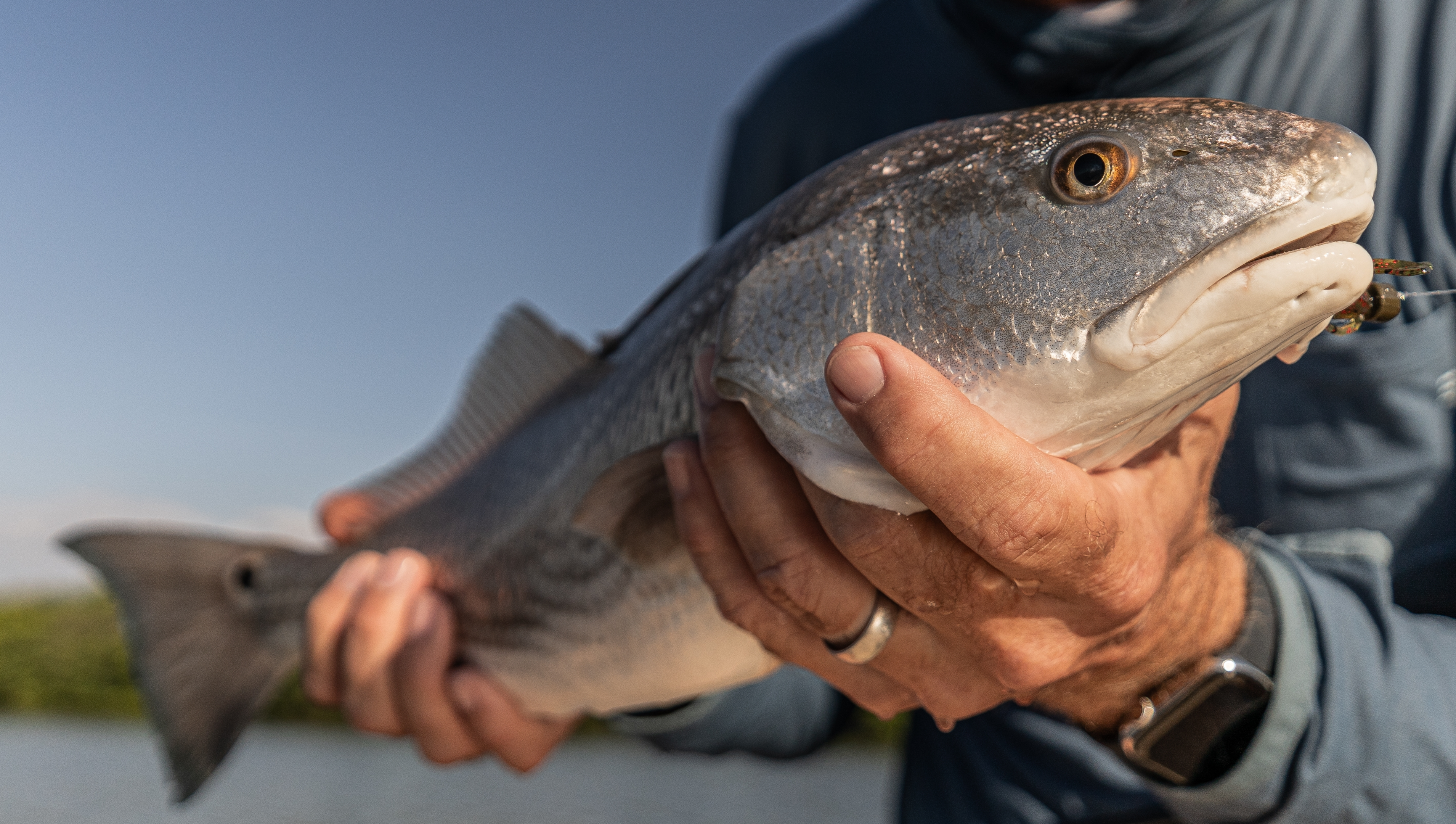 Illustration of redfish behavior influenced by tidal patterns