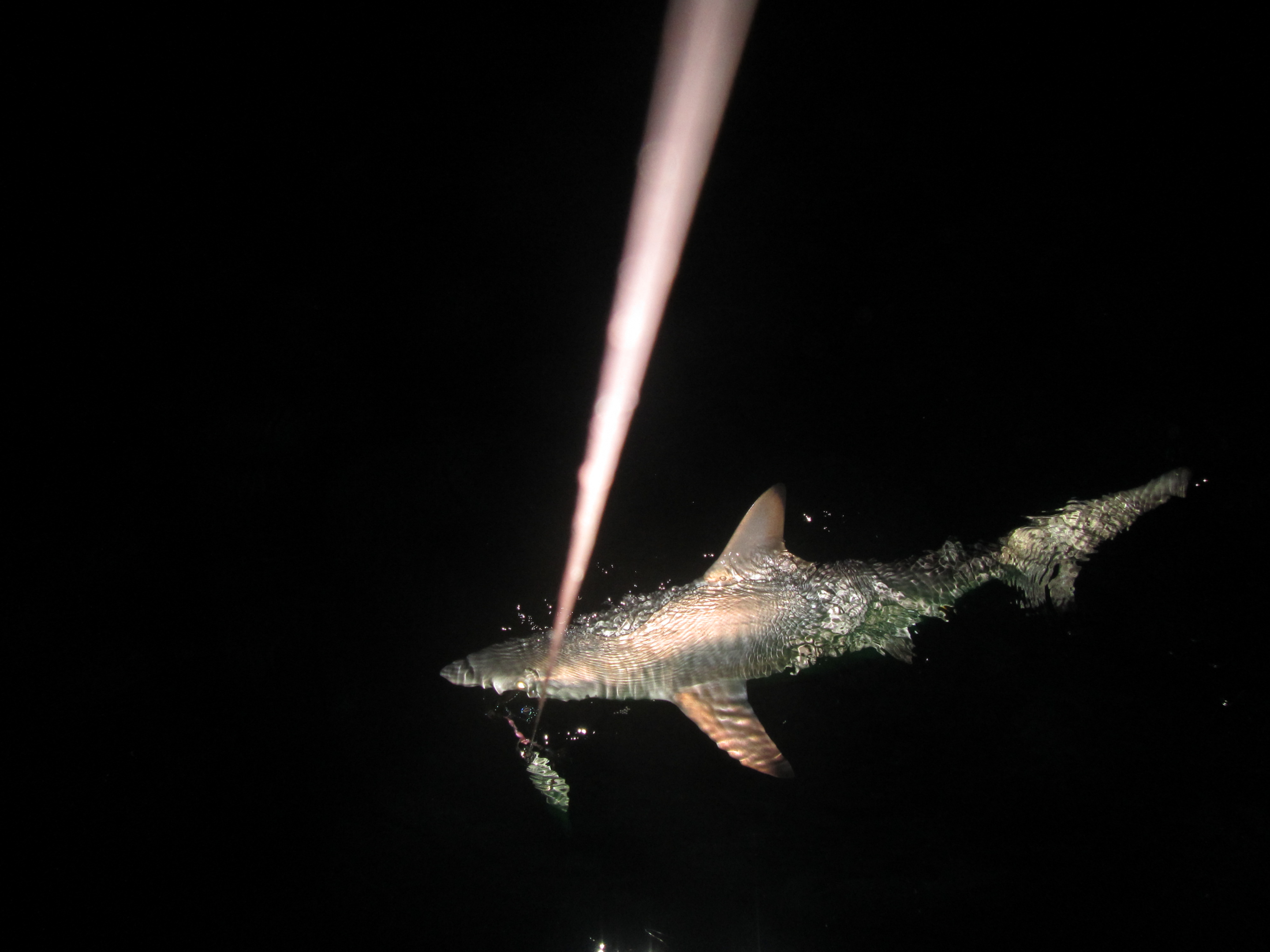 Nighttime shark fishing