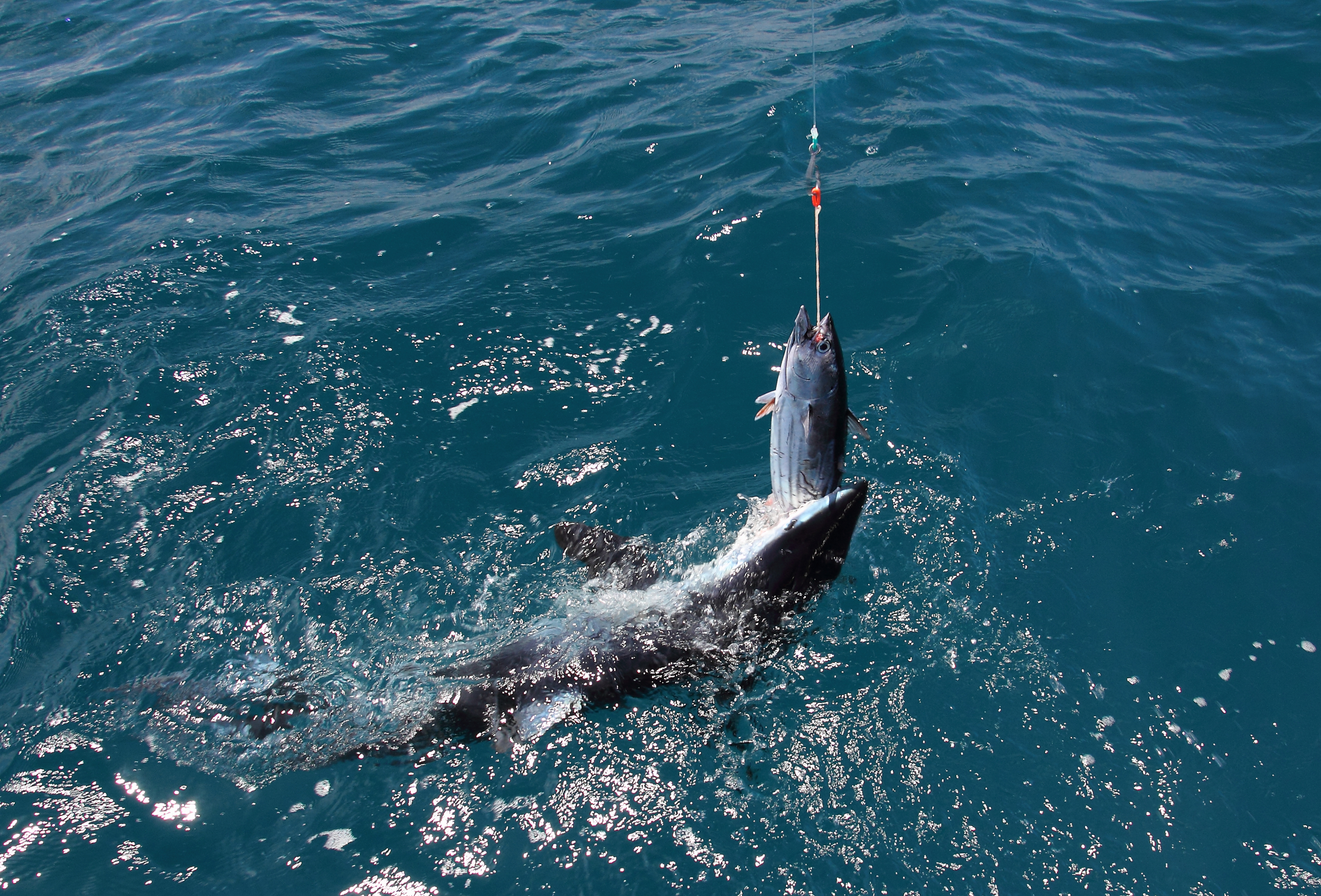 Variety of fresh bait for shark fishing