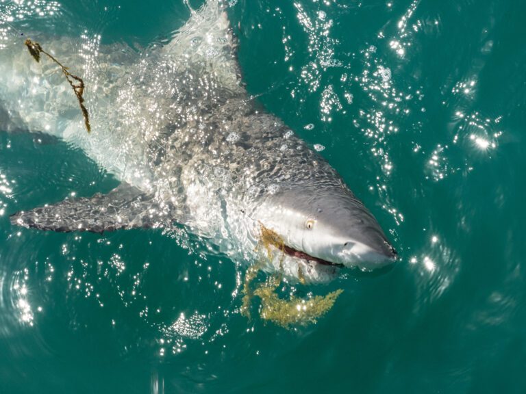 Top Shark Baits: Your Ultimate Guide to Successful Shark Fishing