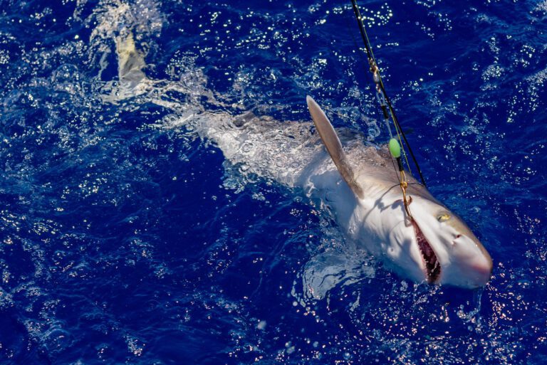 Shark Fishing in Florida: Common Species, Best Places, & Pro Tips