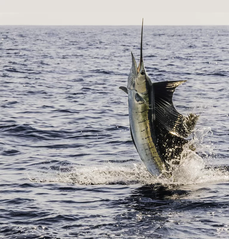 Ultimate Guide to Sailfish Florida Fishing: Tips for an Epic Fishing Adventure