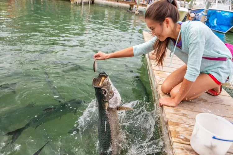 Tarpon Feeding in the Keys in Florida