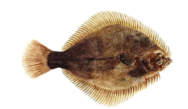 greenback flounder, fish, animal